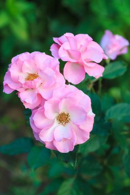 Bahçedeki güzel pembe güller