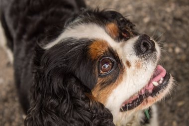Şövalye Kral Charles Spaniel