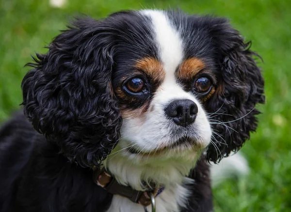 Şövalye Kral Charles Spaniel