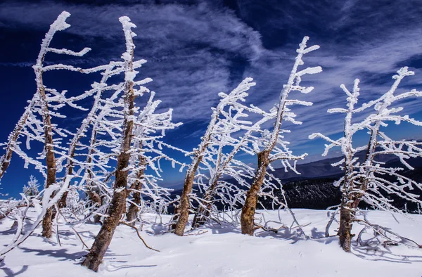Ağaç manzara buzlu