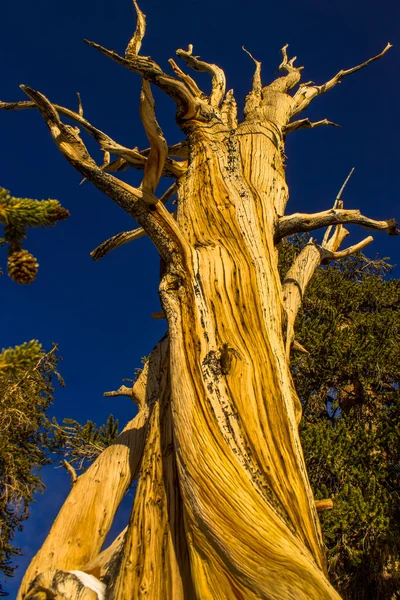 Çok eski Bristlecone ağaç dev