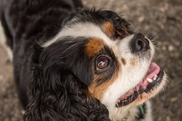Şövalye Kral Charles Spaniel