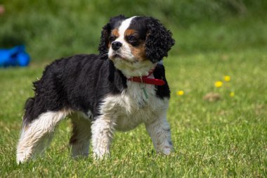Şövalye Kral Charles Spaniel