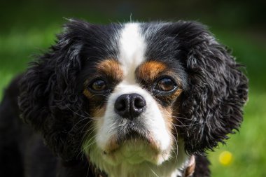 Şövalye Kral Charles Spaniel