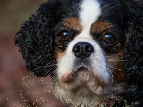 Şövalye Kral Charles Spaniel