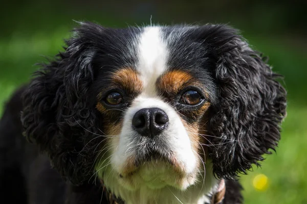 Şövalye Kral Charles Spaniel