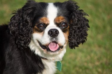 Şövalye Kral Charles Spaniel