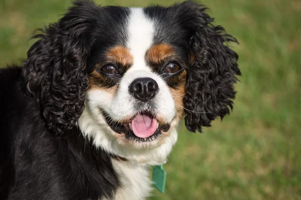 Şövalye Kral Charles Spaniel