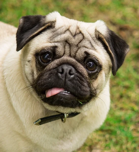 Pug köpek doğurmak