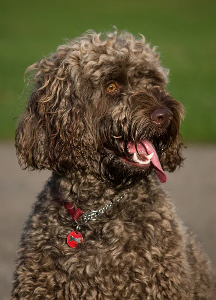 Cockapoo (yavru horoz İspanyol ve fino köpeği) cins köpek çapraz