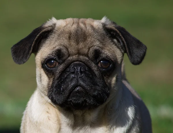 Pug köpek yavrusu köpek doğurmak