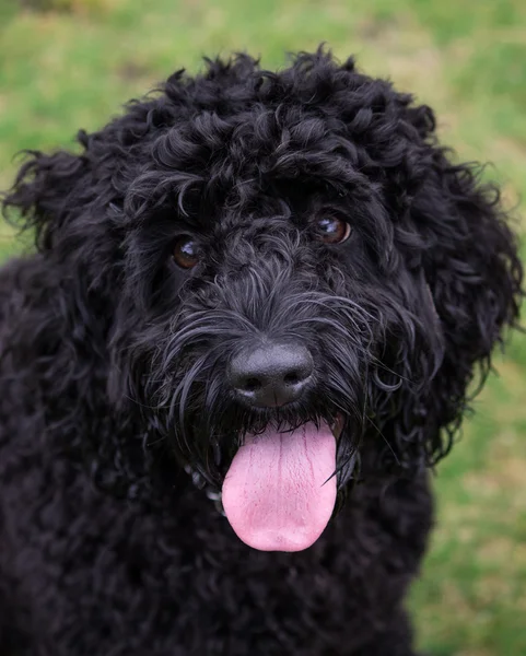 Dog breed cocker spaniel and poodle sales