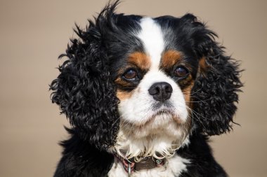 Cavalier King Charles Spaniel köpek doğurmak