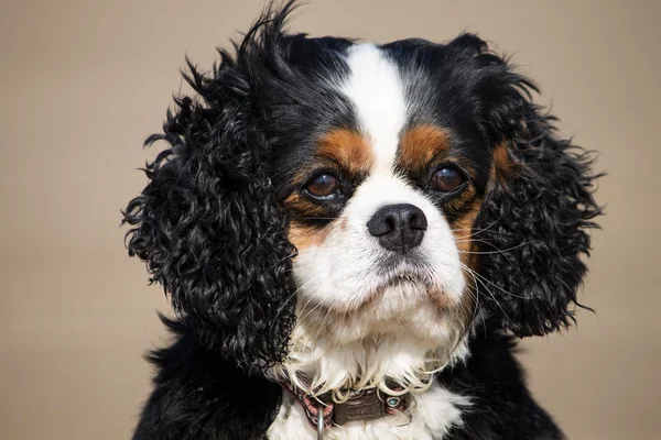 Cavalier King Charles Spaniel köpek doğurmak