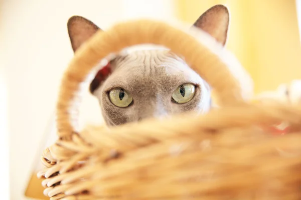 Sphynx hairless cat in basket background pet design