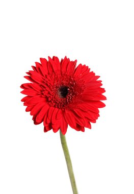 gerbera çiçek izole beyaz arka planda 