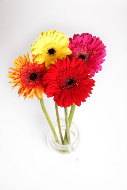 gerbera çiçek izole beyaz arka planda 