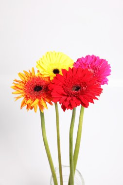 gerbera çiçek izole beyaz arka planda 