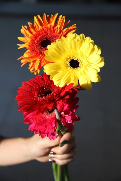 Gerbera květina v ruce dekorace pozadí návrhu Stock Fotografie