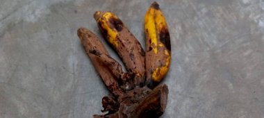 Beton zeminde çürüyen muzlar yiyecek atıkları ve doğal çürüme sürecini gösteriyor..