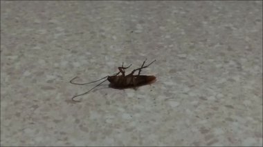 Bir Amerikan hamamböceği baş aşağı yere yattı ve kalkmaya çalıştı..