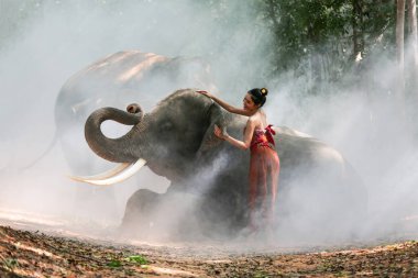 Thailand Countryside; Women with elephant on the forest background of sunset, elephant Thai in Surin Thailand.