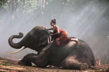 Thailand Countryside; Women with elephant on the forest background of sunset, elephant Thai in Surin Thailand.