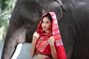 Thailand Countryside; Women with elephant on the forest background of sunset, elephant Thai in Surin Thailand.