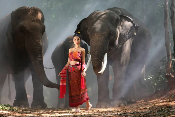 タイ国側 日没の背景にシルエット象 スリンタイの象タイ — ストック写真