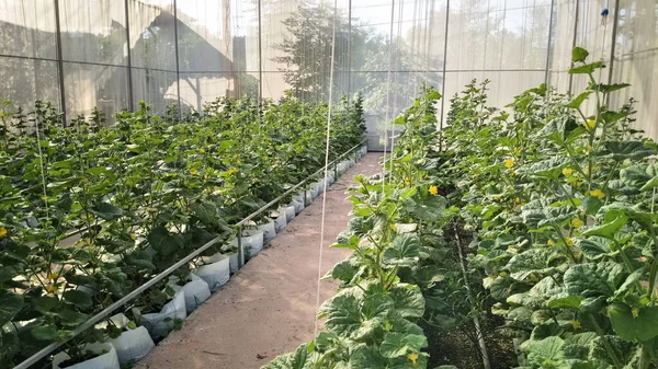 Rangées Plantes Dans Jardin — Photo