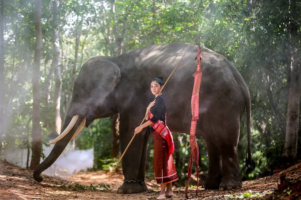 Thailand Countryside Women Elephant Forest Background Sunset Elephant Thai Surin — ストック写真