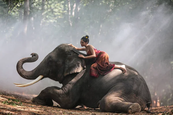 Thailand Countryside Women Elephant Forest Background Sunset Elephant Thai Surin — 图库照片