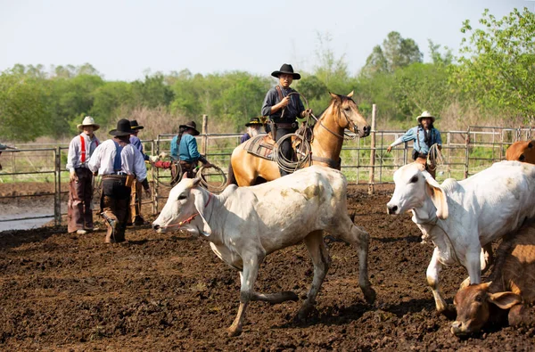 Cowboys Jagen Wilde Paarden Touwen Paardrijden Met Overal Zwevend Stof — Stockfoto