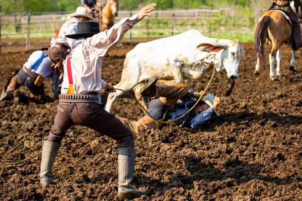 Cowboys Jagar Vildhästar Rep Och Ridning Med Damm Flyger Överallt — Stockfoto