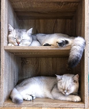 Uzanan bir kediye yakın çekim