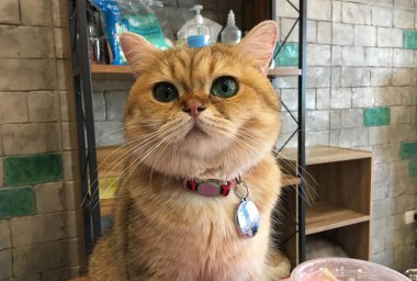 Uzanan bir kediye yakın çekim