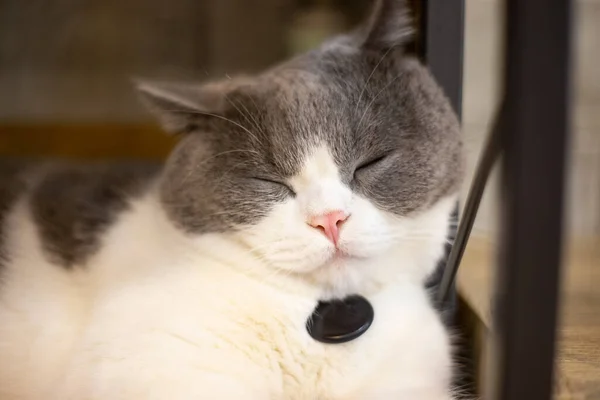 Κοντινό Πλάνο Μιας Γάτας Ξαπλωμένης — Φωτογραφία Αρχείου