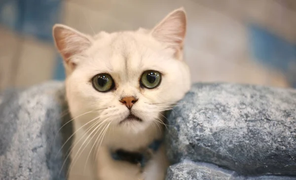 Primer Plano Gato Acostado — Foto de Stock