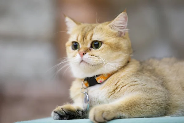 Nahaufnahme Einer Katze Die Sich Hinlegt — Stockfoto