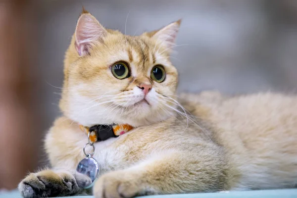 Primer Plano Gato Acostado — Foto de Stock