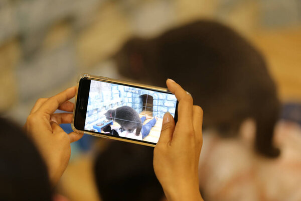 Close-Up Of A Cat Lying Down