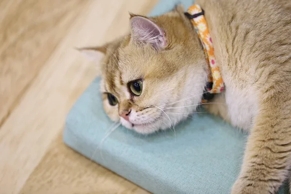 Primer Plano Gato Acostado — Foto de Stock