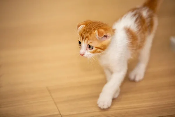 Primer Plano Gato Acostado — Foto de Stock