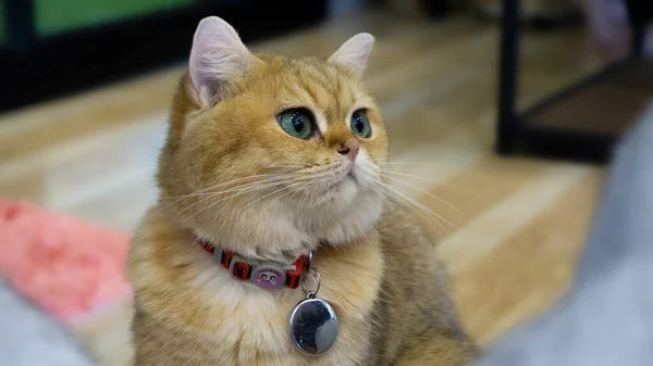 Primer Plano Gato Acostado — Foto de Stock