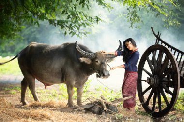 Çiftlik arazisindeki güzel Asyalı kadın ve bufalonun portresi.