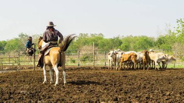 Çiftçi çitlerde süt inekleri ile çiftlikte çalışıyor..