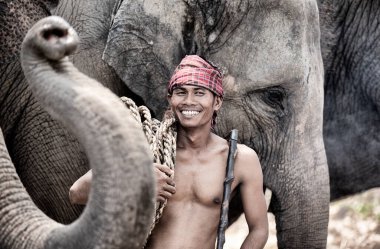 Gün doğumuna karşı ormanda fil ve mahun portresi.