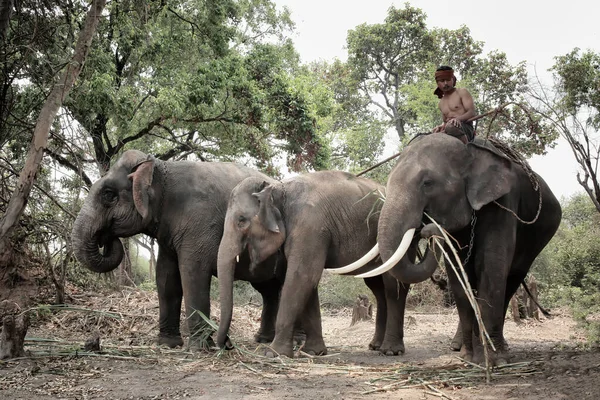森の象とマホガニーの肖像 — ストック写真