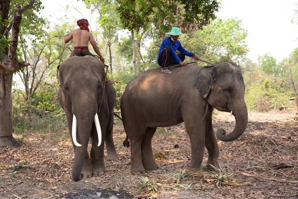 森の象とマホガニーの肖像 — ストック写真