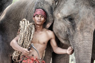 Gün doğumuna karşı ormanda fil ve mahun portresi.